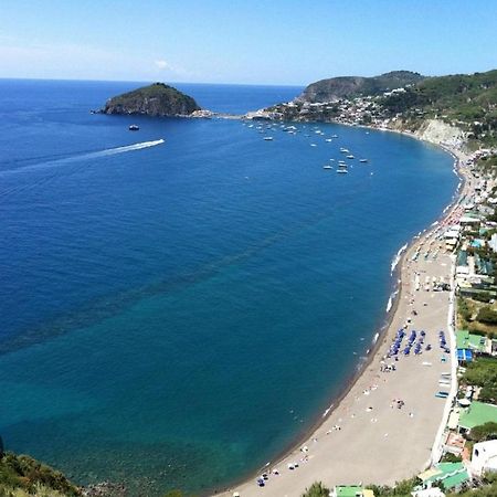 Il Pino “Villa Nunzia” Ischia Exteriör bild